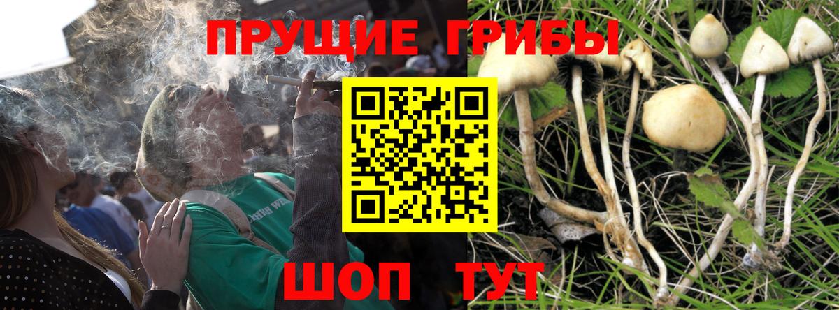 Псилоцибиновые грибы GOLDEN TEACHER  Вход с VPN  Псилоцибиновые грибы GOLDEN TEACHER  Саяногорск 